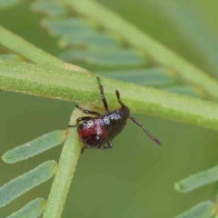 Oechalia schellenbergii (Spined Predatory Shield Bug) at O'Connor, ACT - 31 Mar 2023 by ConBoekel