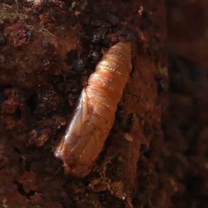 Hepialidae (family) at O'Connor, ACT - 1 Apr 2023 10:31 AM