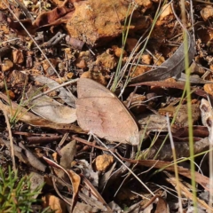 Heteronympha merope (Common Brown Butterfly) at O'Connor, ACT - 1 Apr 2023 by ConBoekel