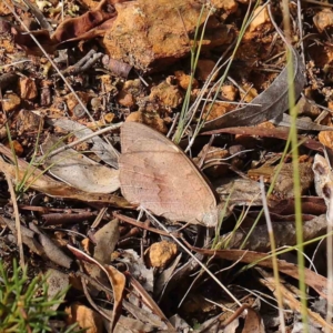 Heteronympha merope at O'Connor, ACT - 1 Apr 2023 10:58 AM