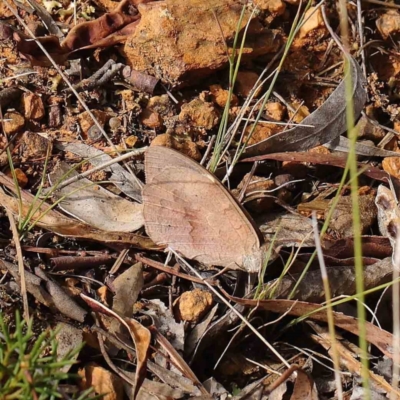 Heteronympha merope (Common Brown Butterfly) at O'Connor, ACT - 31 Mar 2023 by ConBoekel