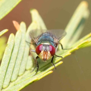 Chrysomya sp. (genus) at O'Connor, ACT - 1 Apr 2023