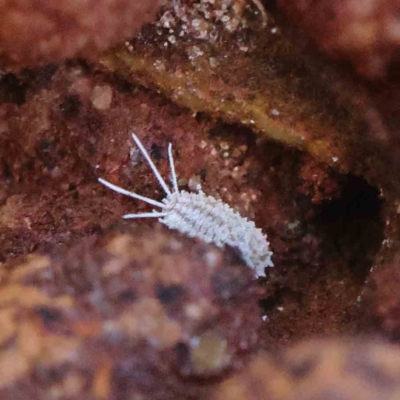 Pseudococcidae sp. (family) (A mealybug) at O'Connor, ACT - 1 Apr 2023 by ConBoekel