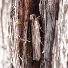 Ardozyga phloeodes at O'Connor, ACT - 1 Apr 2023