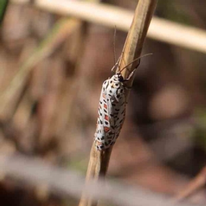 Utetheisa pulchelloides at O'Connor, ACT - 1 Apr 2023