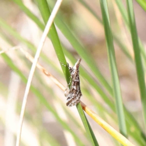 Phanomorpha dapsilis at O'Connor, ACT - 1 Apr 2023 10:39 AM