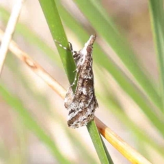 Phanomorpha dapsilis at O'Connor, ACT - 1 Apr 2023 10:39 AM