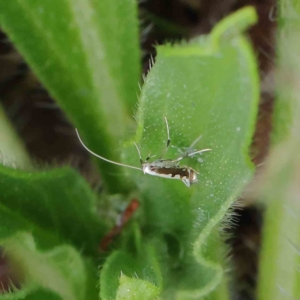 Dialectica (genus) at O'Connor, ACT - 1 Apr 2023 09:55 AM