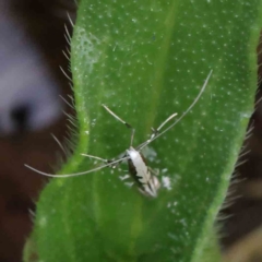 Dialectica (genus) at O'Connor, ACT - 1 Apr 2023 09:55 AM