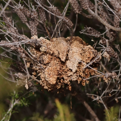 Unidentified Insect at O'Connor, ACT - 31 Mar 2023 by ConBoekel