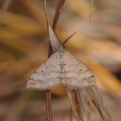 Scopula rubraria (Reddish Wave, Plantain Moth) at O'Connor, ACT - 31 Mar 2023 by ConBoekel