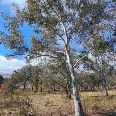 Eucalyptus mannifera (Brittle Gum) at Wanniassa Hill - 24 May 2023 by LPadg