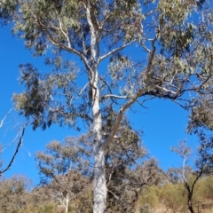 Eucalyptus mannifera (Brittle Gum) at Macarthur, ACT - 24 May 2023 by LPadg