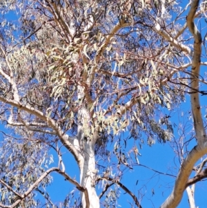 Eucalyptus mannifera at Wanniassa Hill - 24 May 2023