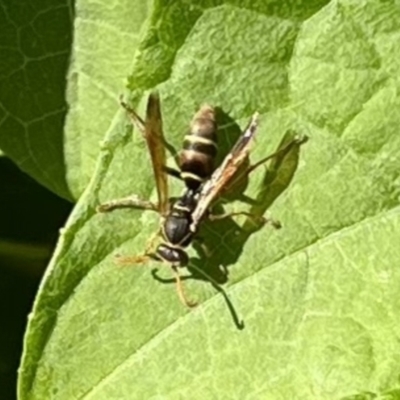 Polistes (Polistella) humilis at Tuross Head, NSW - 24 May 2023 by wwwendy