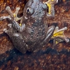 Litoria peronii (Peron's Tree Frog, Emerald Spotted Tree Frog) at Chifley, ACT - 23 Apr 2023 by Toots