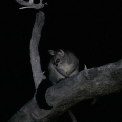 Trichosurus vulpecula (Common Brushtail Possum) at Albury, NSW - 23 May 2023 by AlburyCityEnviros