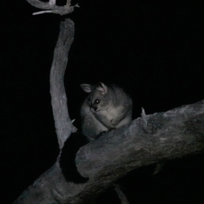 Trichosurus vulpecula (Common Brushtail Possum) at Albury, NSW - 23 May 2023 by AlburyCityEnviros