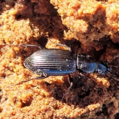 Carabidae sp. (family) (A ground beetle) at The Pinnacle - 24 May 2023 by trevorpreston
