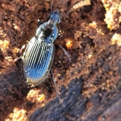 Carabidae sp. (family) at Hawker, ACT - 24 May 2023 11:36 AM