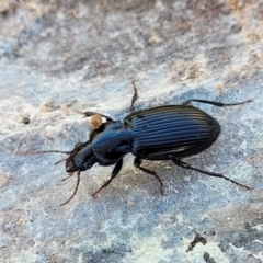 Carabidae sp. (family) at Hawker, ACT - 24 May 2023 11:36 AM