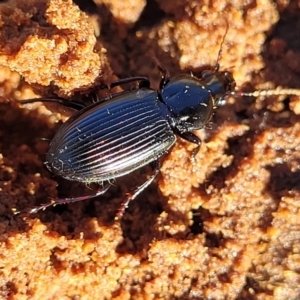 Carabidae sp. (family) at Hawker, ACT - 24 May 2023 11:36 AM