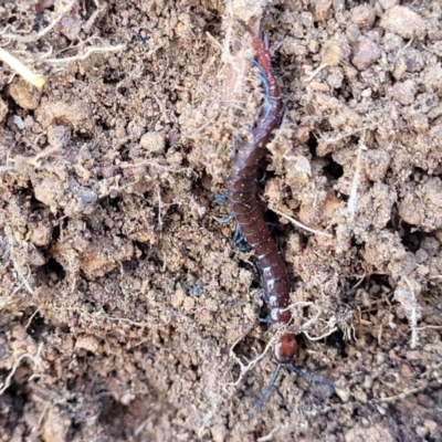 Scolopendromorpha (order) (A centipede) at The Pinnacle - 24 May 2023 by trevorpreston