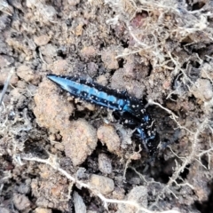 Thyreocephalus sp. (genus) at Hawker, ACT - 24 May 2023 by trevorpreston