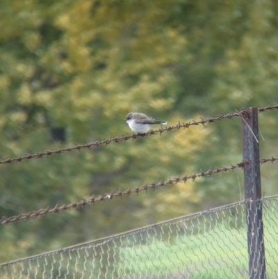 Microeca fascinans (Jacky Winter) at Talmalmo, NSW - 24 May 2023 by Darcy