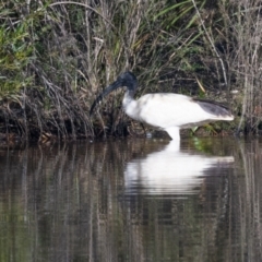 Threskiornis molucca (Australian White Ibis) at Penrose, NSW - 24 May 2023 by NigeHartley