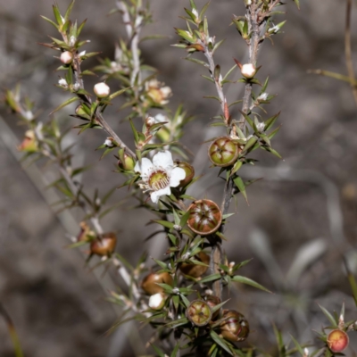 Leptospermum continentale (Prickly Teatree) at Genoa, VIC - 24 May 2023 by Steve63