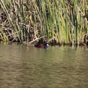 Oxyura australis at Isabella Plains, ACT - 24 May 2023