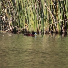 Oxyura australis at Isabella Plains, ACT - 24 May 2023