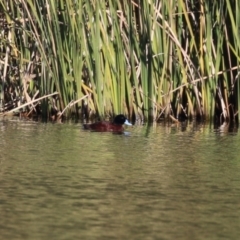 Oxyura australis at Isabella Plains, ACT - 24 May 2023