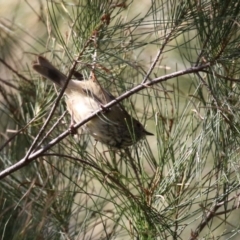 Acanthiza pusilla at Isabella Plains, ACT - 24 May 2023