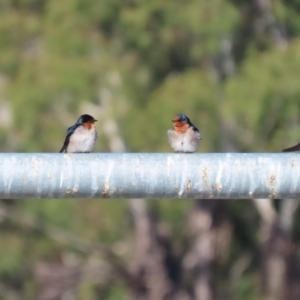 Hirundo neoxena at Isabella Plains, ACT - 24 May 2023