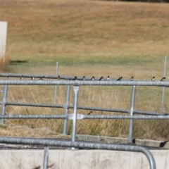 Hirundo neoxena at Isabella Plains, ACT - 24 May 2023