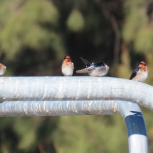 Hirundo neoxena at Isabella Plains, ACT - 24 May 2023