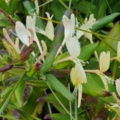 Lonicera japonica (Japanese Honeysuckle) at O'Malley, ACT - 20 May 2023 by Mike