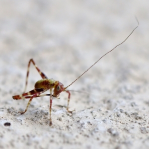 Caedicia simplex at Florey, ACT - suppressed