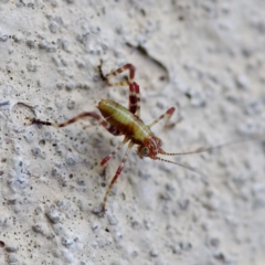 Caedicia simplex at Florey, ACT - suppressed