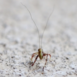 Caedicia simplex at Florey, ACT - suppressed