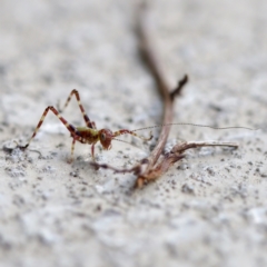 Caedicia simplex at Florey, ACT - suppressed