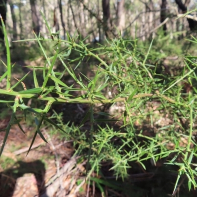 Daviesia ulicifolia (Gorse Bitter-pea) at Budawang, NSW - 24 May 2023 by MatthewFrawley