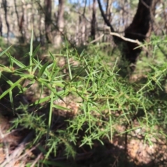 Daviesia ulicifolia at Budawang, NSW - 24 May 2023 10:36 AM