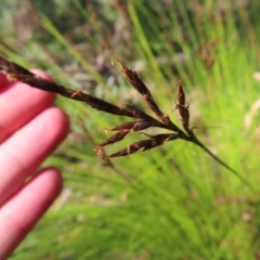 Lepidosperma urophorum at Budawang, NSW - 24 May 2023