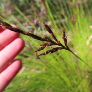 Lepidosperma urophorum at Budawang, NSW - 24 May 2023 10:41 AM