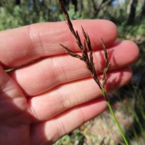 Lepidosperma urophorum at Budawang, NSW - 24 May 2023