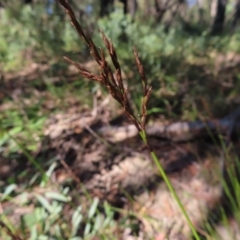 Lepidosperma urophorum at Budawang, NSW - 24 May 2023 10:41 AM