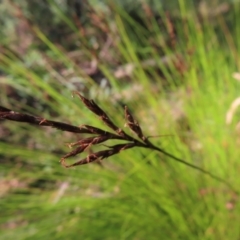 Lepidosperma urophorum at Budawang, NSW - 24 May 2023